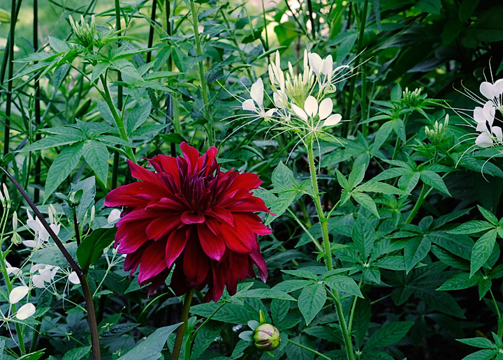 AsticouDahlia_4366.jpg - Dahlia & Spider plants in Thuya Gardens