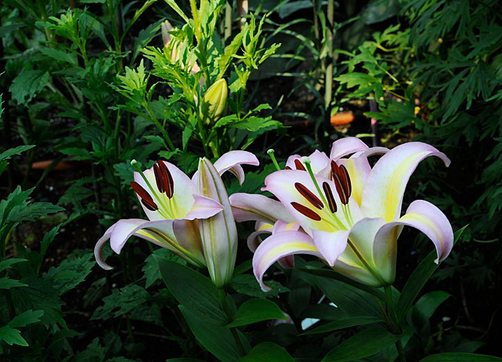 AsticouLilies_4369.jpg - Lilies in Thuya Garden