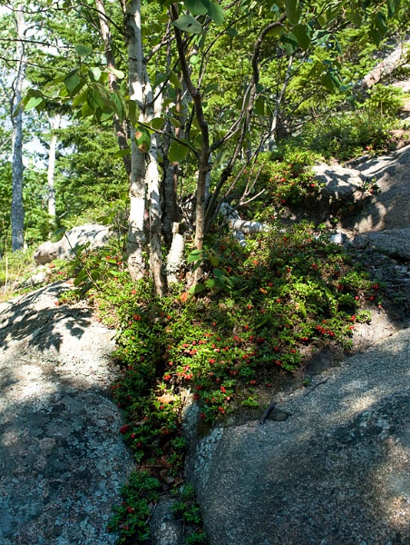BearBerries_4717.jpg - Bear Berries on Mount Gorham