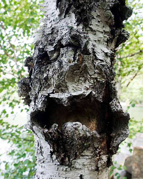 JordanPondBirch_4524.jpg - Birch tree trunk