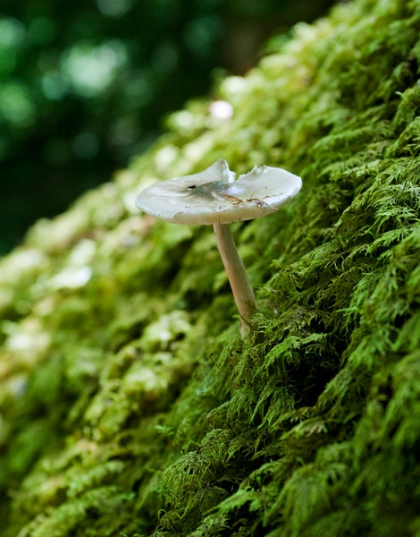 Mushroom_4297.jpg - On the trail to Beech Mountain