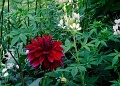 AsticouDahlia_4366