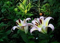 AsticouLilies_4369