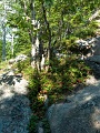 BearBerries_4717