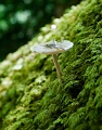 Mushroom_4297