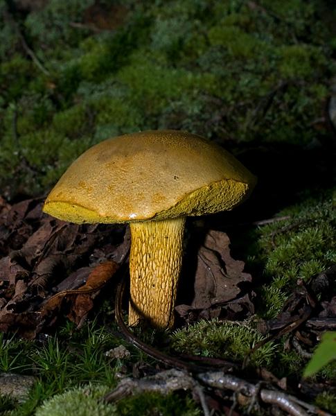 Bolete_6391.jpg - King Bolete