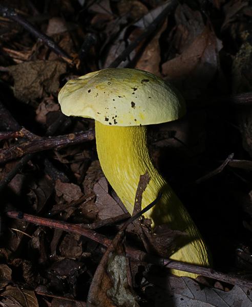 Bolete_6408.jpg - Bolete