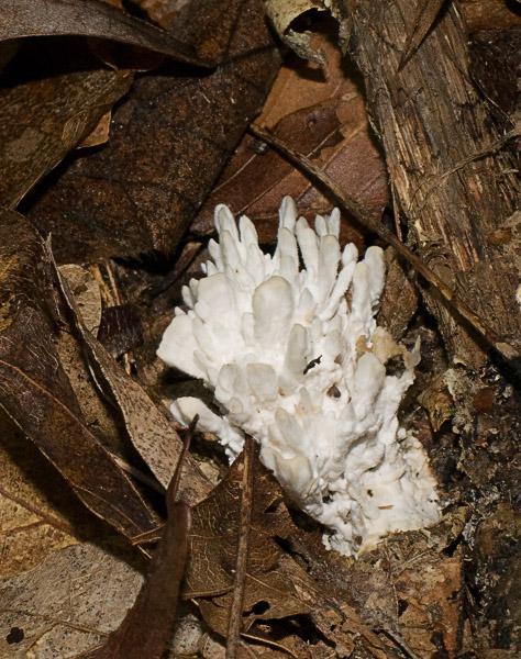 Coral_6341.jpg - Coral Fungus