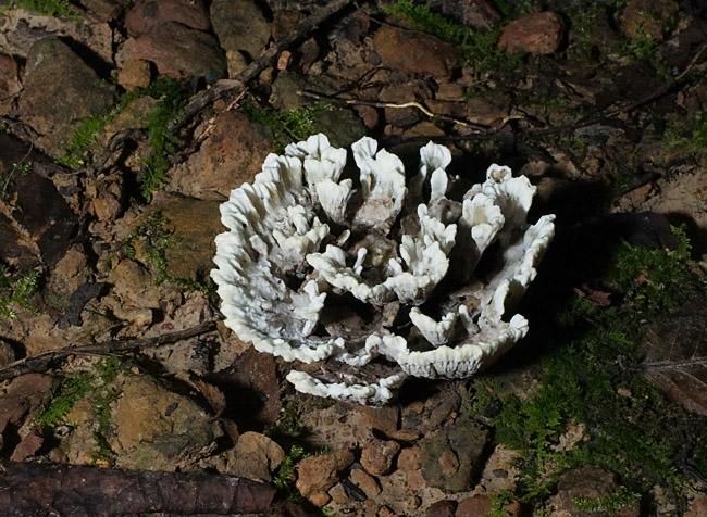 Coral_6367.jpg - Coral Fungus