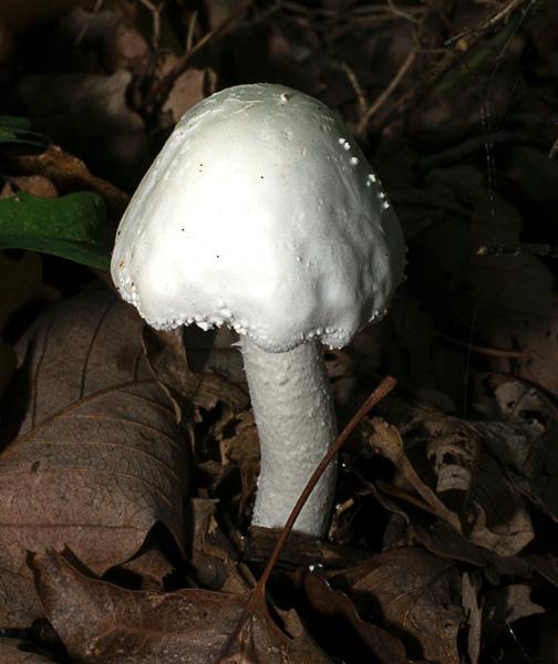 DestroyingAngel_6401.jpg - Destroying Angel