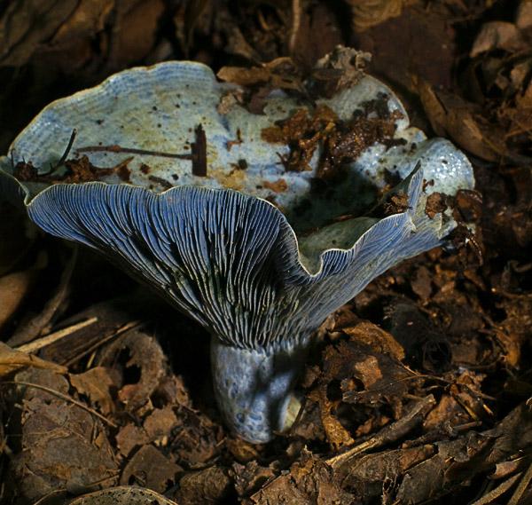 Lactarius_6422.jpg - Lactarius