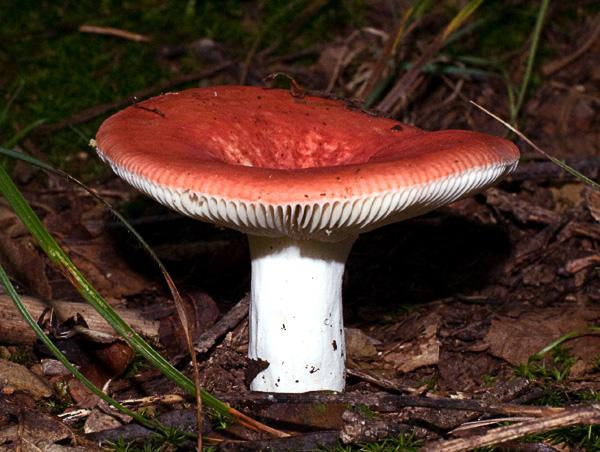 RussulaEmetica_6347.jpg - Russula