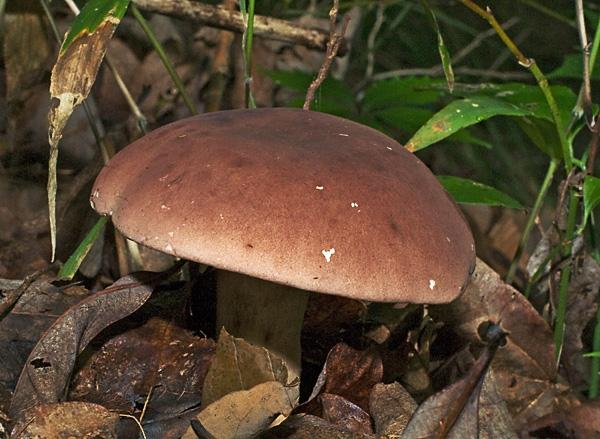 WoodBlewit_6375.jpg - Wood Blewit