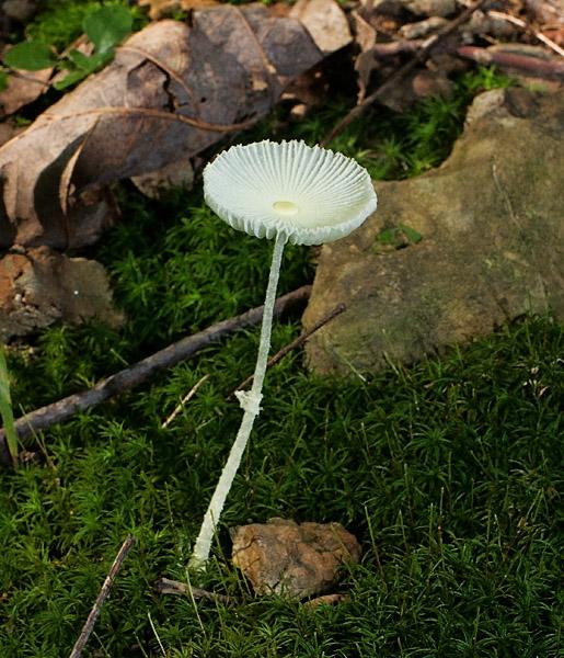 _RDE6381.jpg - Unidentified (3)