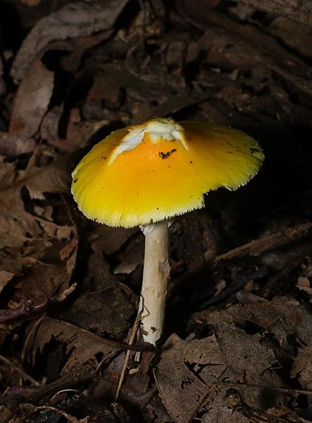_RDE6429.jpg - Unidentified (5)