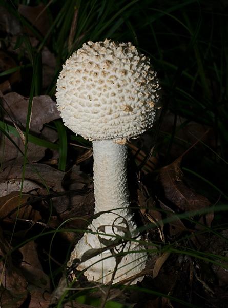 cokeri_6407.jpg - Amanita cokeri