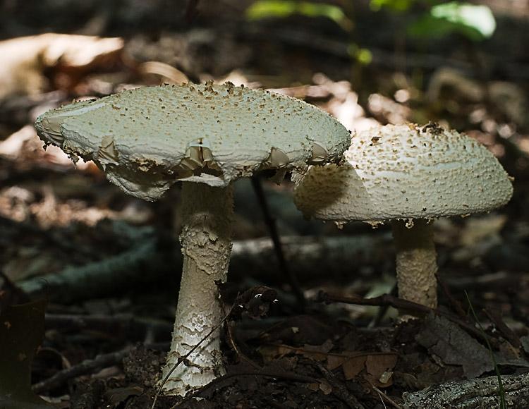 cokeri_6482.jpg - Amanita cokeri