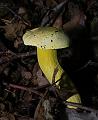 Bolete_6408