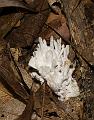 Coral_6341