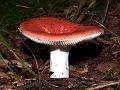 RussulaEmetica_6347