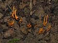 SpindleCoral_6372
