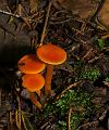 VermilionHygorphorus_6438