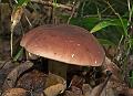 WoodBlewit_6375