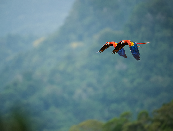 Macaws_2598.jpg - A pair of macaws headed home in the late afternoon, near the village of Red Bank.