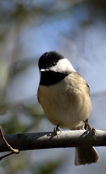 Chickadee1599.jpg - Carolina Chickadee - At Home