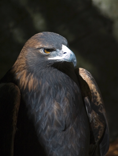 EagleGold.jpg - Golden Eagle - Nashville, TN