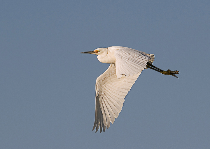 Egret_2650_720.jpg - Snowy Egret - Lake Mattamuskeet