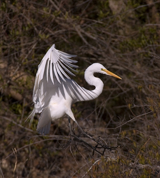 Egret_6283_720.jpg - Great Egret - Lake Mattamuskeet