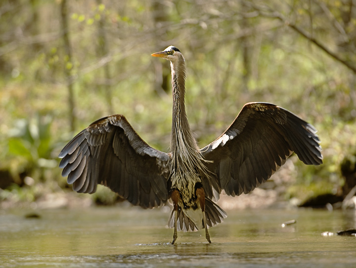 Heron_7233_720.jpg - Great Blue Heron - Beaman Park