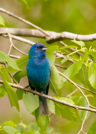 IndigoBunting_9567.jpg - Indigo Bunting - At Home