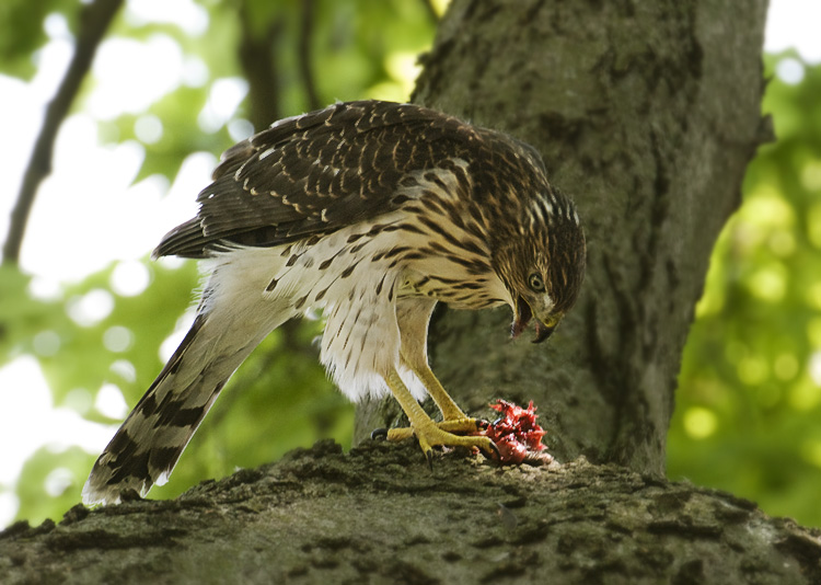 JuvenileEats_6602_750.jpg - Juvenile Cooper's Hawk - Nashville, TN