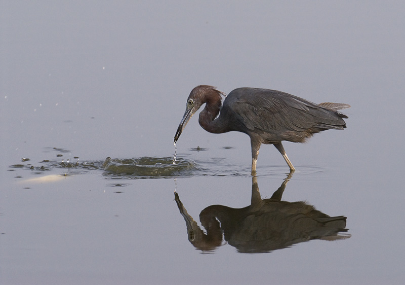 LittleBlue3206.jpg - Little Blue Heron - Assateague Island