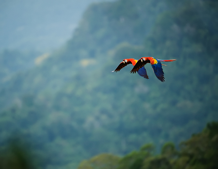 Macaws_2598c.jpg - Macaws - Belize