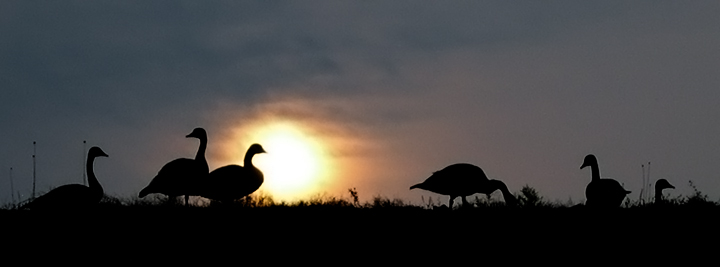 MarrowboneDawn_0362.jpg - Canada Geese - Lake Marrowbone