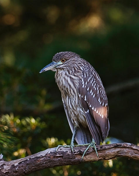 NightHeronJuve_0987_720.jpg - Juvenile Night Heron - Assateague Island