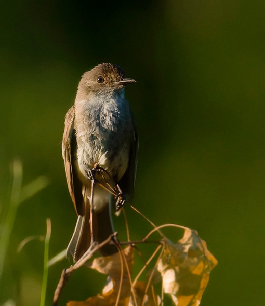 Phoebe_6043_720.jpg - Eastern Phoebe - Lake Marrowbone