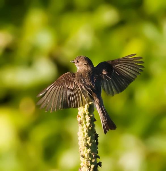 Phoebe_6057b_720.jpg - Eastern Phoebe - Lake Marrowbone