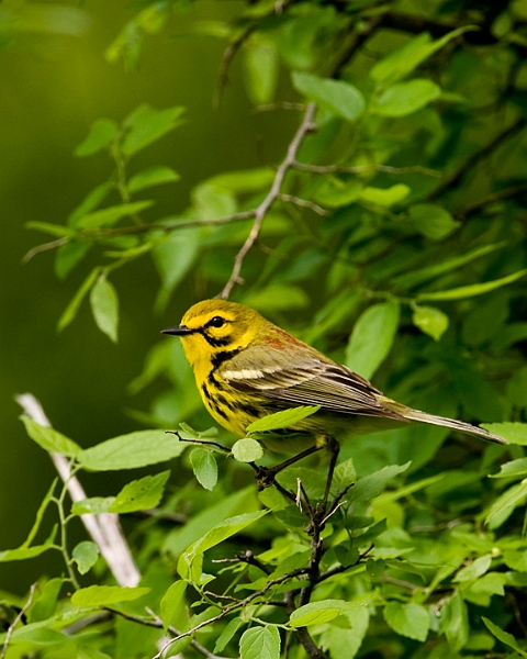 PrairieWarbler_7243.jpg - Prairie Warbler - Bells Bend Park