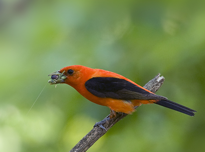 ScarletTanager_9210.jpg - Singing With His Mouth Full Scarlet Tanager - Beaman Park