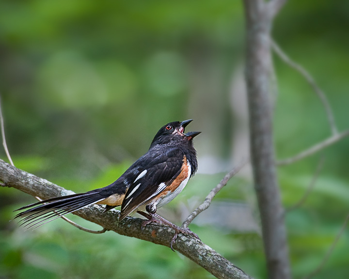 Towhee_3680.jpg - Eastern Towhee - Beaman Park