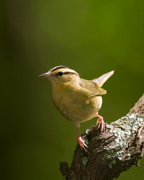 WormEatingWarbler_8091.jpg - Worm-eating Warbler - Beaman Park