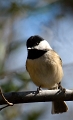 Chickadee1599