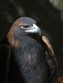 EagleGold
