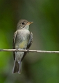 EasternWoodPewee_8336