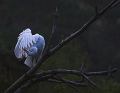 EgretPreen_3154c