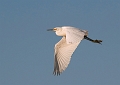 Egret_2650_720